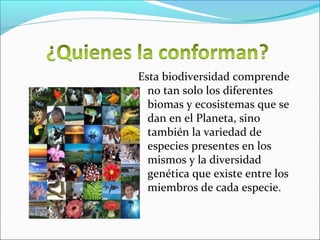 Esta biodiversidad comprende
no tan solo los diferentes
biomas y ecosistemas que se
dan en el Planeta, sino
también la variedad de
especies presentes en los
mismos y la diversidad
genética que existe entre los
miembros de cada especie.
 
