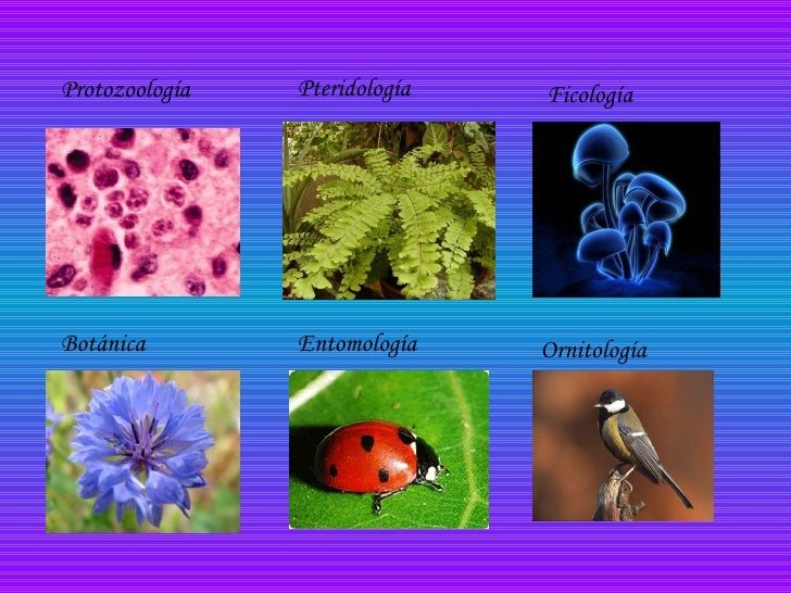 Ramas de la biología Ramas de la biología
