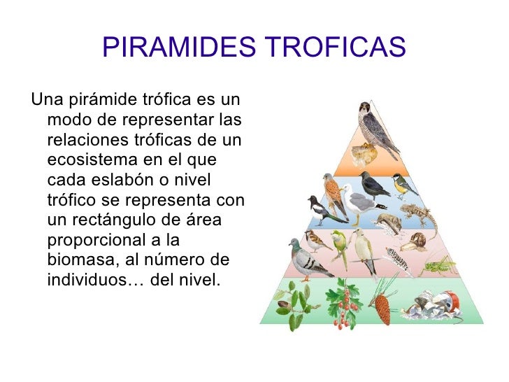 Para Que Sirve La Piramide Trofica