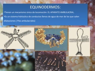 EQUINODERMOS:
•Tienen un mecanismo único de locomoción: EL APARATO AMBULACRAL.
•Es un sistema hidráulico de conductos llenos de agua de mar de los que salen
dilataciones ( Pies ambulacrales)
EQUINODERMOS:
•Tienen un mecanismo único de locomoción: EL APARATO AMBULACRAL.
•Es un sistema hidráulico de conductos llenos de agua de mar de los que salen
dilataciones ( Pies ambulacrales)
 