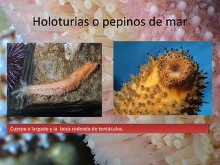Holoturias o pepinos de mar
Cuerpo a largado y la boca rodeada de tentáculos.Cuerpo a largado y la boca rodeada de tentáculos.
 