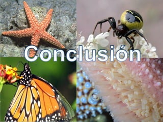 artropodos y equilodermos 