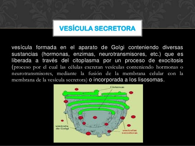 PARTES DE LA CÉLULA ANIMAL