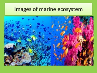 Images of marine ecosystem
 