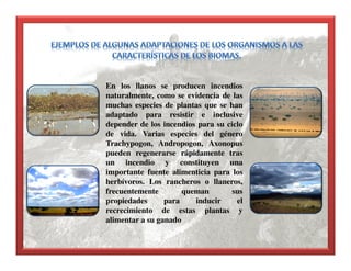 En los llanos se producen incendios
naturalmente, como se evidencia de las
muchas especies de plantas que se han
adaptado para resistir e inclusive
depender de los incendios para su ciclo
de vida. Varias especies del género
Trachypogon, Andropogon, Axonopus
pueden regenerarse rápidamente tras
un incendio y constituyen una
importante fuente alimenticia para los
herbívoros. Los rancheros o llaneros,
frecuentemente queman sus
propiedades para inducir el
recrecimiento de estas plantas y
alimentar a su ganado
 