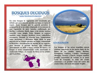 En estos bosques la vegetación está constituida por
árboles que generalmente pierden sus hojas en época de
sequía. Estos bosques por lo general permiten la
penetración de la luz solar, originando el crecimiento de
una vegetación de poco tamaño, conformada por
hierbas y arbustos, dando lugar a un estrato boscoso
conocido como jungla. Estos bosques se conocen
también como bosques deciduos, secos, caducifolios
overaneros. Durante la estación seca, comprendida
entre noviembre o diciembre hasta abril, la gran
mayoría de los árboles pierden sus hojas, comenzando
la floración y fructificación de muchas de sus especies;
pero durante el período lluvioso, que comienza
generalmente en abril o mayo, retoñan de nuevo y el
bosque se torna completamente verde, mostrando su
exuberante follaje y la escasez de flores en los árboles
que lo pueblan.
Los bosques de las selvas tropófilas cubren
extensas superficies en las partes bajas de los
llanos de los estados Apure, Barinas,
Portuguesa, Guárico, Cojedes, Anzoátegui,
Monagas, Yaracuy y Falcón. Ocupan también
grandes extensiones de terreno en la parte
norte de Guayana, al oeste del estado
Amazonas y en grandes zonas del centro del
estado Zulia y del norte del estado Trujillo.
 