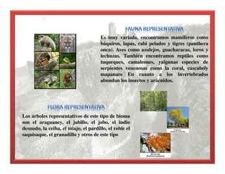Es muy variada, encontramos mamíferos como
báquiros, lapas, rabi pelados y tigres (panthera
onca). Aves como azulejos, guacharacas, loros y
lechuzas. También encontramos reptiles como
tuqueques, camaleones, yalgunas especies de
serpientes venenosas como la coral, cascabely
mapanare En cuanto a los invertebrados
abundan los insectos y arácnidos.
Los árboles representativos de este tipo de bioma
son el araguaney, el jabillo, el jobo, el indio
desnudo, la ceiba, el miajo, el pardillo, el roble el
saquisaque, el granadillo y otros de este tipo
 
