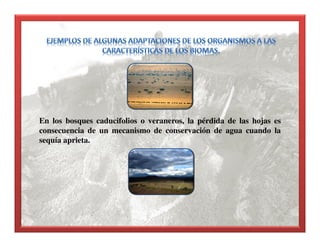 En los bosques caducifolios o veraneros, la pérdida de las hojas es
consecuencia de un mecanismo de conservación de agua cuando la
sequía aprieta.
 