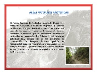 El Parque Nacional El Ávila, La Cuenca del Caura en el
norte de Guayana, Las selvas tropófilas y bosques
deciduos del Parque Nacional Aguaro-Guariquito, son
unas de los parques y reservas forestales de bosques
veraneros o tropófila que se encuentran actualmente
protegidos en Venezuela. La Misión Árbol, iniciativa
gubernamental, aunque no es un programa de
conservación de bosques deciduos, podría ser
fundamental para su restauración y protección de los
Parque Nacional Aguaro-Guariquito bosques deciduos,
ya que promueve la siembra de especies características
del bosque seco.
 