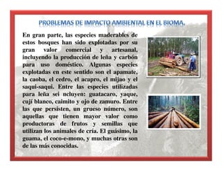 En gran parte, las especies maderables de
estos bosques han sido explotadas por su
gran valor comercial y artesanal,
incluyendo la producción de leña y carbón
para uso doméstico. Algunas especies
explotadas en este sentido son el apamate,
la caoba, el cedro, el acapro, el mijao y el
saqui-saqui. Entre las especies utilizadas
para leña sei ncluyen: guatacaro, yaque,
cují blanco, caimito y ojo de zamuro. Entre
las que persisten, un grueso número, son
aquellas que tienen mayor valor como
productoras de frutos y semillas que
utilizan los animales de cría. El guásimo, la
guama, el coco-e-mono, y muchas otras son
de las más conocidas.
 