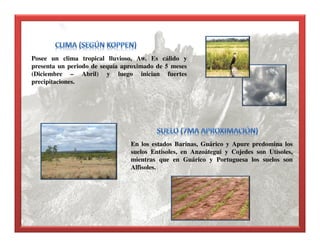 Posee un clima tropical lluvioso, Aw. Es cálido y
presenta un periodo de sequía aproximado de 5 meses
(Diciembre – Abril) y luego inician fuertes
precipitaciones.
En los estados Barinas, Guárico y Apure predomina los
suelos Entisoles, en Anzoátegui y Cojedes son Utisoles,
mientras que en Guárico y Portuguesa los suelos son
Alfisoles.
 