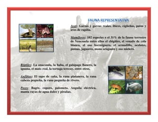 Aves: Garzas y garzas reales, íbices, cigüeñas, patos y
aves de rapiña.
Mamíferos: 102 especies o el 31% de la fauna terrestre
de Venezuela entre ellos el chigüire, el venado de cola
blanca, el oso hormiguero, el armadillo, ocelotes,
pumas, jaguares, mono araguato y oso mielero.
Réptiles: La anaconda, la baba, el galápago llanero, la
iguana, el mato real, la tortuga terecay, entre otros.
Anfibios: El sapo de caña, la rana platanera, la rana
cabeza pequeña, la rana pequeña de rivero.
Peces: Bagre, coporo, palometa. Anguila eléctrica,
manta rayas de agua dulce y pirañas.
 