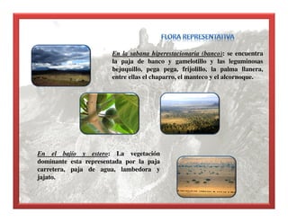 En la sabana hiperestacionaria (banco): se encuentra
la paja de banco y gamelotillo y las leguminosas
bejuquillo, pega pega, frijolillo, la palma llanera,
entre ellas el chaparro, el manteco y el alcornoque.
En el bajío y estero: La vegetación
dominante esta representada por la paja
carretera, paja de agua, lambedora y
jajato.
 