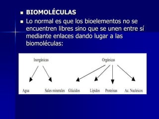 BIOMOLÉCULAS<br />Lo normal es que los bioelementos no se encuentren libres sino que se unen entre sí mediante enlaces dan...
