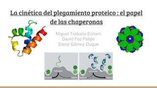 La cinética del plegamiento proteico : el papel
de las chaperonas
Miguel Trabada Echarri
David Foz Felipe
Elena Gómez Duque
 
