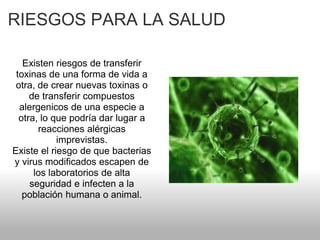 RIESGOS PARA LA SALUD
Existen riesgos de transferir
toxinas de una forma de vida a
otra, de crear nuevas toxinas o
de transferir compuestos
alergenicos de una especie a
otra, lo que podría dar lugar a
reacciones alérgicas
imprevistas.
Existe el riesgo de que bacterias
y virus modificados escapen de
los laboratorios de alta
seguridad e infecten a la
población humana o animal.
 