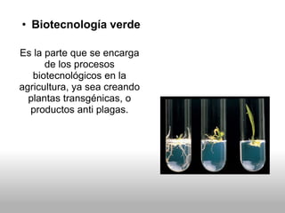 • Biotecnología verde
Es la parte que se encarga
de los procesos
biotecnológicos en la
agricultura, ya sea creando
plantas transgénicas, o
productos anti plagas.
 