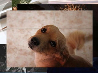 GRACIAS POR SU ATENCIÓN

 