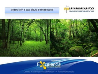 Vegetación a baja altura o sotobosque
 