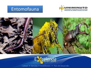Entomofauna
 