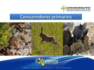 Consumidores primarios
 