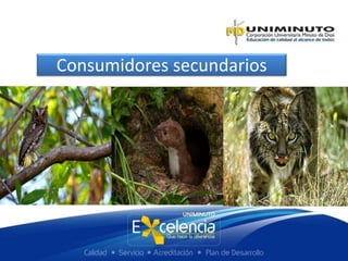 Consumidores secundarios
 