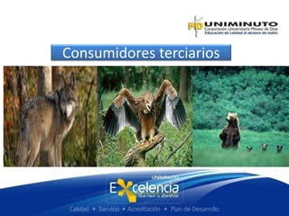 Consumidores terciarios
 