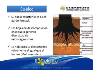 Suelo:
 Su suelo característico es el
pardo forestal.
 Las hojas en descomposición
en el suelo generan
diversidad de
microorganismos.
 La hojarasca se descompone
velozmente al igual que el
humus (Mull o morder).
 