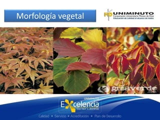 Morfología vegetal
 