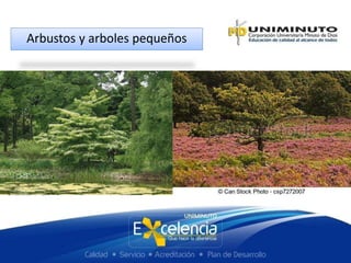 Arbustos y arboles pequeños
 