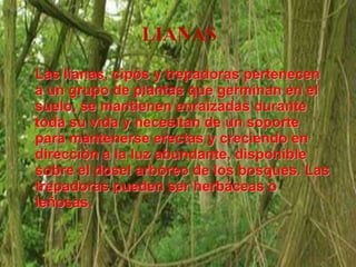 LIANAS
Las lianas, cipós y trepadoras pertenecen
a un grupo de plantas que germinan en el
suelo, se mantienen enraizadas durante
toda su vida y necesitan de un soporte
para mantenerse erectas y creciendo en
dirección a la luz abundante, disponible
sobre el dosel arbóreo de los bosques. Las
trepadoras pueden ser herbáceas o
leñosas.
 