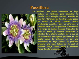 Passiflora
La pasiflora, una planta enredadera de hoja
caduca, es nombrada para simbolizar la
"pasión" en la teología cristiana. También es
una flor interesante de la selva porque posee
un núcleo de néctar cremoso blanco
produciendo zarcillos. Esto es diferente a
cualquier otra flor. La pasiflora se desarrolla
a lo largo de muchos bosques tropicales de
todo el mundo y diversas variedades e
híbridos de la planta existen, por lo que es
fácil encontrar una especie que crece en una
amplia gama de entornos. Al ser una
enredadera de hoja caduca, la pasiflora
presenta una base leñosa de la cual el
brillante follaje ceroso verde y vibrantes
flores de colores emergen.
 
