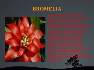 BROMELIA
Son plantas de hábitos terrestres,
herbáceas, litófitas, que crecen sobre
piedras o bien son epífitas que se
desarrollan sobre árboles, cactus, etc.
acaulescentes a cortamente caulescentes,
rizomatosas o estoloníferas; plantas
hermafroditas. Hojas arrosetadas y
usualmente sin tallo, gruesamente
armadas. Inflorescencia sésil o
escapífera, pinnada o fasciculado
compuesta (simple), sublaxamente
alargada a subcapitada; sépalos libres o
rara vez connados; pétalos libres,
carnosos; estambres connados; ovario
ínfero o súpero. Fruto una baya; semillas
sin apéndices.
 