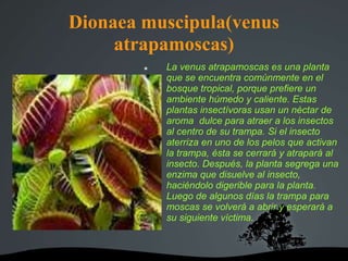 Dionaea muscipula(venus
atrapamoscas)
 La venus atrapamoscas es una planta
que se encuentra comúnmente en el
bosque tropical, porque prefiere un
ambiente húmedo y caliente. Estas
plantas insectívoras usan un néctar de
aroma dulce para atraer a los insectos
al centro de su trampa. Si el insecto
aterriza en uno de los pelos que activan
la trampa, ésta se cerrará y atrapará al
insecto. Después, la planta segrega una
enzima que disuelve al insecto,
haciéndolo digerible para la planta.
Luego de algunos días la trampa para
moscas se volverá a abrir y esperará a
su siguiente víctima.
 