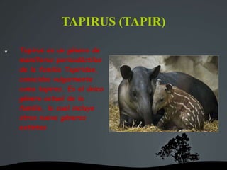 TAPIRUS (TAPIR)
 Tapirus es un género de
mamíferos perisodáctilos
de la familia Tapiridae,
conocidos vulgarmente
como tapires. Es el único
género actual de la
familia, la cual incluye
otros nueve géneros
extintos
 