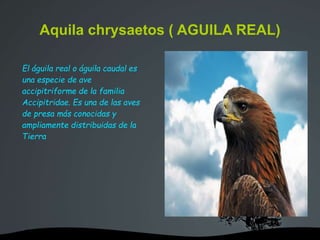 Aquila chrysaetos ( AGUILA REAL)
El águila real o águila caudal es
una especie de ave
accipitriforme de la familia
Accipitridae. Es una de las aves
de presa más conocidas y
ampliamente distribuidas de la
Tierra
 