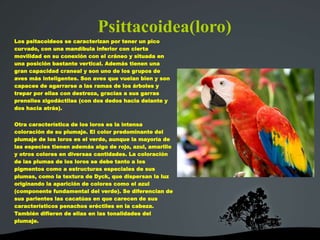 Psittacoidea(loro)
Los psitacoideos se caracterizan por tener un pico
curvado, con una mandíbula inferior con cierta
movilidad en su conexión con el cráneo y situada en
una posición bastante vertical. Además tienen una
gran capacidad craneal y son uno de los grupos de
aves más inteligentes. Son aves que vuelan bien y son
capaces de agarrarse a las ramas de los árboles y
trepar por ellas con destreza, gracias a sus garras
prensiles zigodáctilas (con dos dedos hacia delante y
dos hacia atrás).
Otra característica de los loros es la intensa
coloración de su plumaje. El color predominante del
plumaje de los loros es el verde, aunque la mayoría de
las especies tienen además algo de rojo, azul, amarillo
y otros colores en diversas cantidades. La coloración
de las plumas de los loros se debe tanto a los
pigmentos como a estructuras especiales de sus
plumas, como la textura de Dyck, que dispersan la luz
originando la aparición de colores como el azul
(componente fundamental del verde). Se diferencian de
sus parientes las cacatúas en que carecen de sus
característicos penachos eréctiles en la cabeza.
También difieren de ellas en las tonalidades del
plumaje.
 