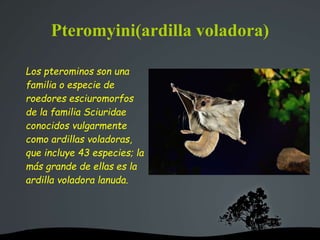 Pteromyini(ardilla voladora)
Los pterominos son una
familia o especie de
roedores esciuromorfos
de la familia Sciuridae
conocidos vulgarmente
como ardillas voladoras,
que incluye 43 especies; la
más grande de ellas es la
ardilla voladora lanuda.
 