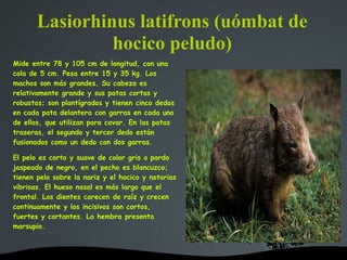 Lasiorhinus latifrons (uómbat de
hocico peludo)
Mide entre 78 y 105 cm de longitud, con una
cola de 5 cm. Pesa entre 15 y 35 kg. Los
machos son más grandes. Su cabeza es
relativamente grande y sus patas cortas y
robustas; son plantígrados y tienen cinco dedos
en cada pata delantera con garras en cada uno
de ellos, que utilizan para cavar. En las patas
traseras, el segundo y tercer dedo están
fusionados como un dedo con dos garras.
El pelo es corto y suave de color gris o pardo
jaspeado de negro, en el pecho es blancuzco;
tienen pelo sobre la nariz y el hocico y notorias
vibrisas. El hueso nasal es más largo que el
frontal. Los dientes carecen de raíz y crecen
continuamente y los incisivos son cortos,
fuertes y cortantes. La hembra presenta
marsupio.
 