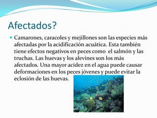 Afectados?
 Camarones, caracoles y mejillones son las especies más
 afectadas por la acidificación acuática. Esta también
 tiene efectos negativos en peces como el salmón y las
 truchas. Las huevas y los alevines son los más
 afectados. Una mayor acidez en el agua puede causar
 deformaciones en los peces jóvenes y puede evitar la
 eclosión de las huevas.
 