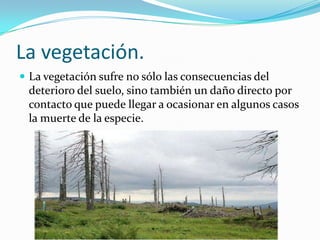 La vegetación.
 La vegetación sufre no sólo las consecuencias del
 deterioro del suelo, sino también un daño directo por
 contacto que puede llegar a ocasionar en algunos casos
 la muerte de la especie.
 