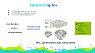 Componente Lipídico
• Permiten que las proteínas se anclen
• Modifican la actividad de las proteínas
• Transmiten señales al citoplasma
3
FOSFOLÍPIDOS
Anfipáticas
Glucolípidos y colesterol
Solución acuosa
Depende de:
• Longitud de la
cadena de ácidos
grasos
• Grado de
saturación
• Temperatura
ACTUA COMO UNA BARRERA DE PERMEABILIDAD
 