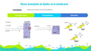 Clases principales de lípidos en la membranas
Fosfolípido
4
Cabeza polar fosfato y dos colas hidrofóbicas
Fosfoglicéridos Esfingolípidos Esteroles
 