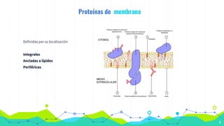 Proteínas de membrana
Definidas por su localización
Integrales
Ancladas a lípidos
Periféricas
6
 