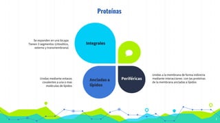 Proteínas
7
Ancladas a
lípidos
Se expanden en una bicapa
Tienen 3 segmentos (citosólico,
externo y transmembrana)
Periféricas
Unidas mediante enlaces
covalentes a una o mas
moléculas de lípidos
Integrales
Unidas a la membrana de forma indirecta
mediante interacciones con las proteínas
de la membrana ancladas a lípidos
 