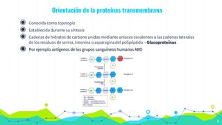 Orientación de la proteínas transmembrana
◉ Conocida como topología
◉ Establecida durante su síntesis
◉ Cadenas de hidratos de carbono unidas mediante enlaces covalentes a las cadenas laterales
de los residuos de serina, treonina o asparagina del polipéptido – Glucoproteínas
◉ Por ejemplo antígenos de los grupos sanguíneos humanos ABO
9
 