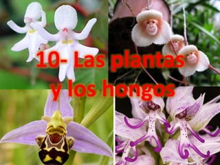 10- Las plantas
y los hongos
 