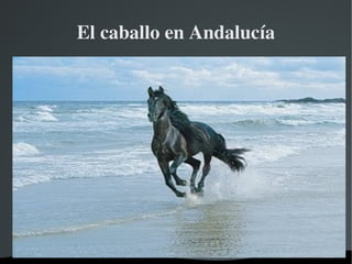 El caballo en Andalucía




            
 
