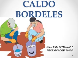 CALDO
BORDELES
JUAN PABLO TAMAYO B
FITOPATOLOGIA 2016-2
 