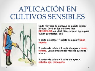 APLICACIÓN EN
CULTIVOS SENSIBLES
• En la mayoría de cultivos se puede aplicar
directo, pero en los cultivos mas
SENSIBLES, es ideal disolverlo en agua para
evitar quemarlos, así:
• 1 parte de caldo + 1 parte de agua = fríjol,
repollo.
•
2 partes de caldo + 1 parte de agua = papa,
tomate. Las plantas tener más de 30cm de
altura.
• 3 partes de caldo + 1 parte de agua =
cebolla, ajo, remolacha
 